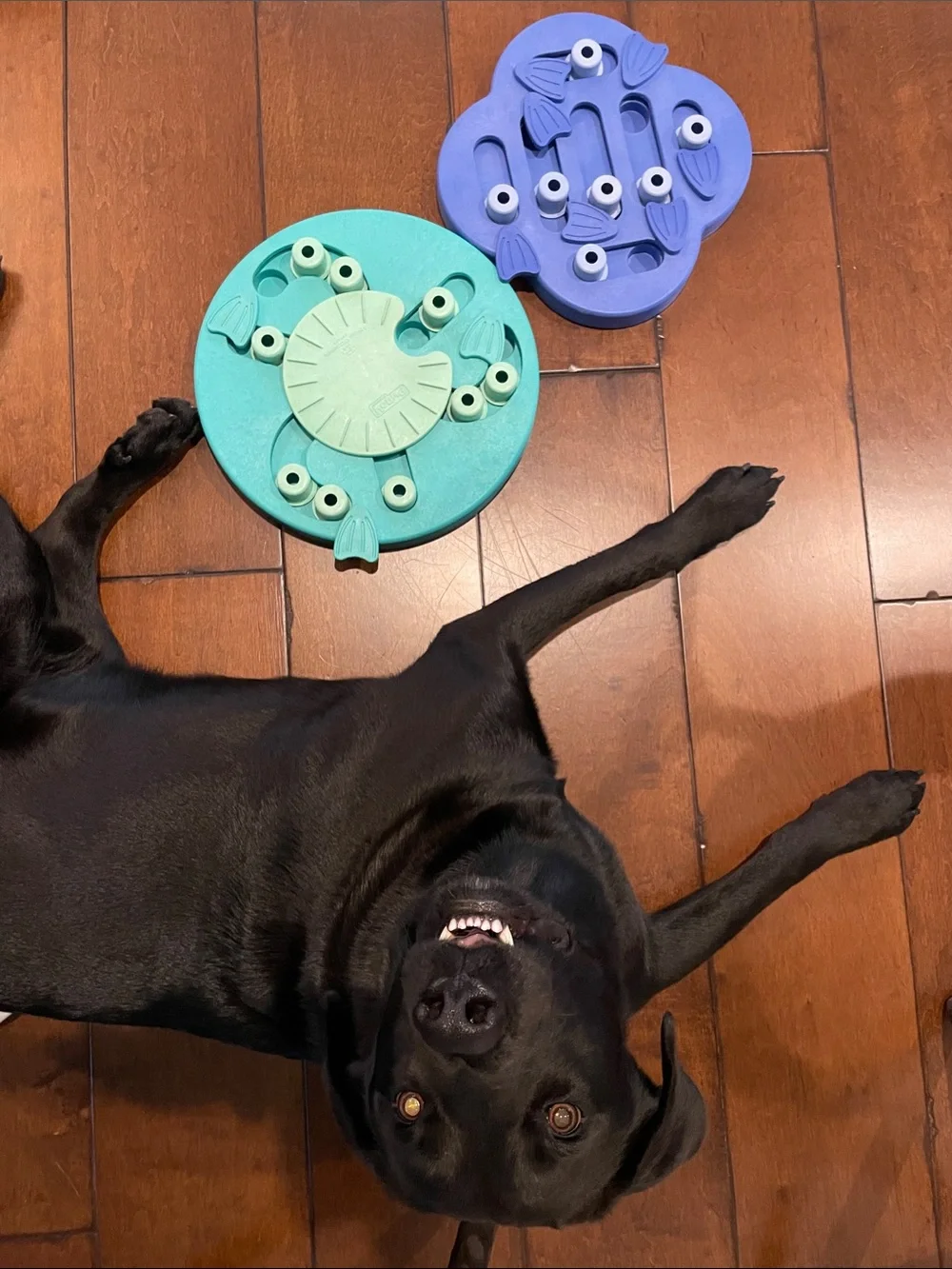 Dog puzzles